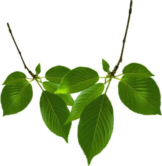 Ветка яблони с листьями