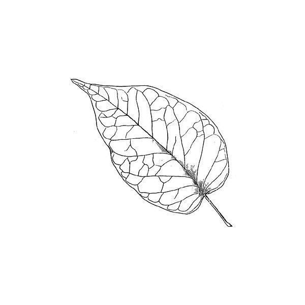 Листочки на прозрачном фоне