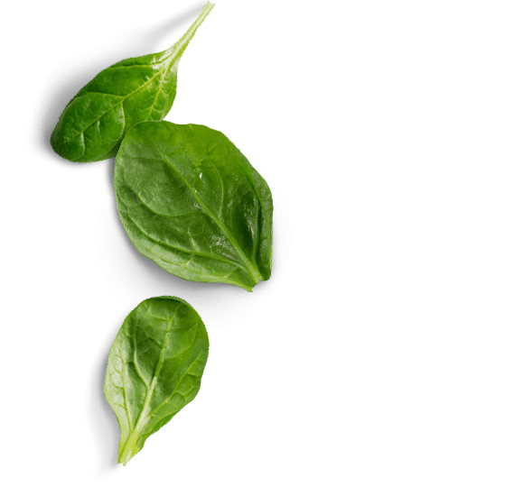 Листик шпината