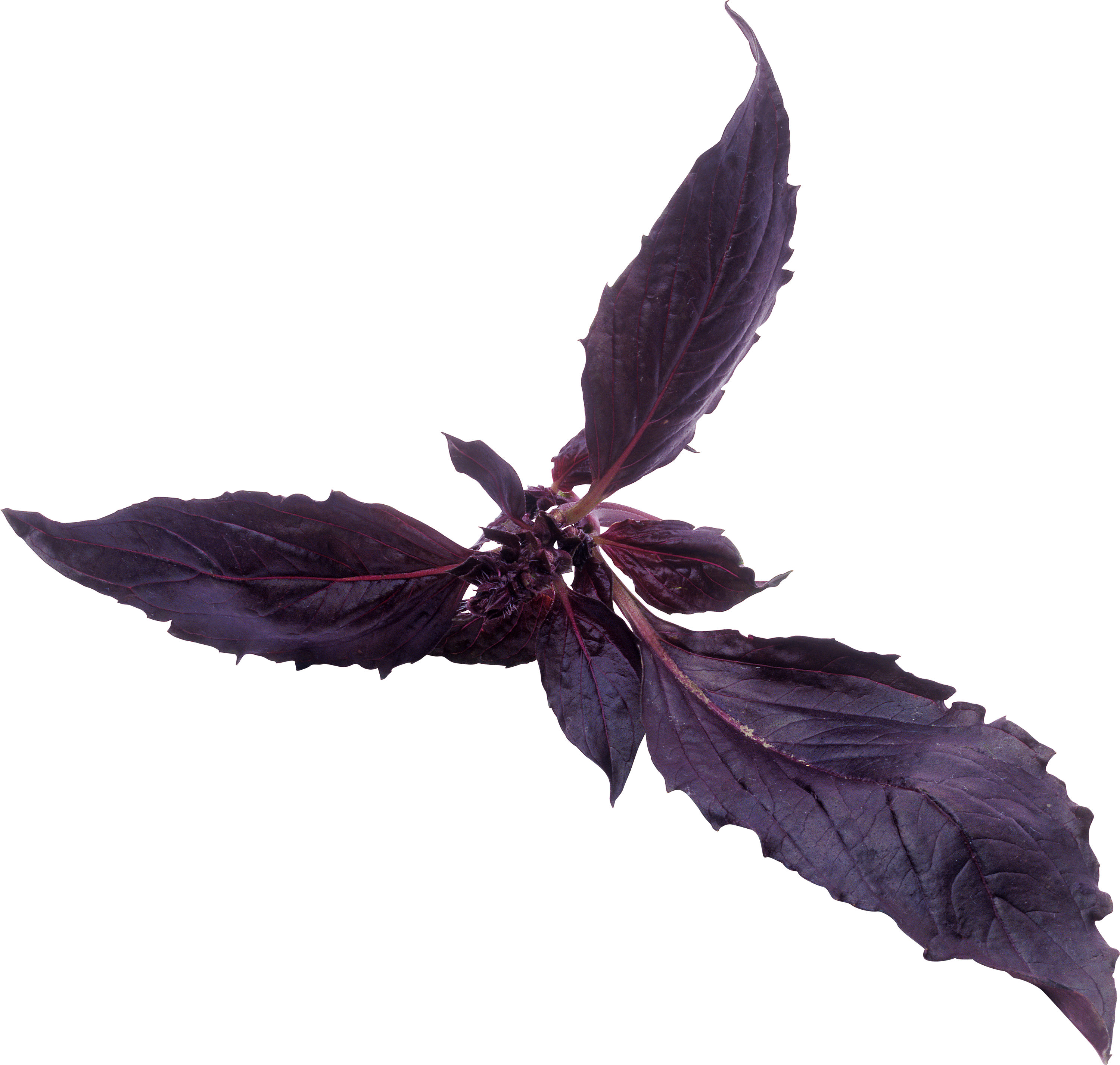 Базилик Реган фиолетовый. Фиолетовый базилик листочки. Листья базилика на прозрачном фоне. Веточка базилика.