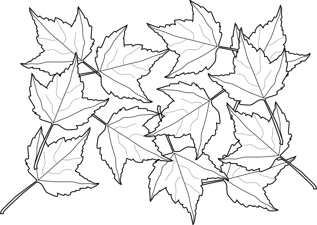 Черно белые картинки листьев. Листья рисунок. Лист клена раскраска для детей. Трафареты кленовых листьев. Листья черно белые.