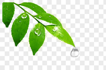 Капельки росы на прозрачном фоне