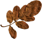 Сухие листья на прозрачном фоне