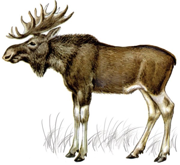 Лось на белом фоне