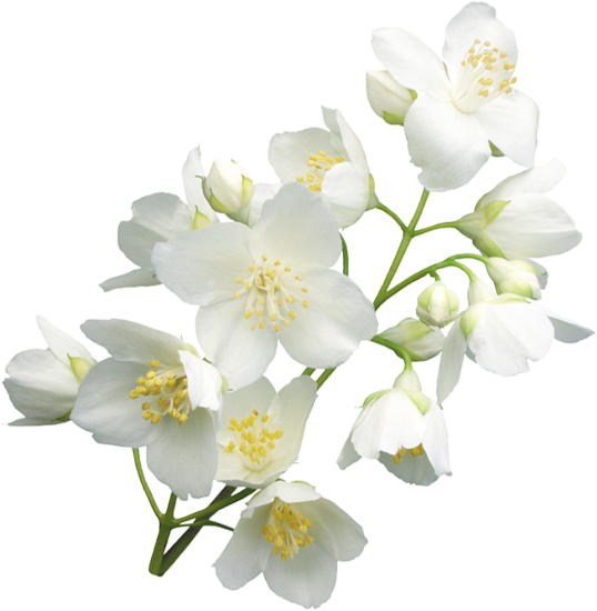 Веточка белых цветов