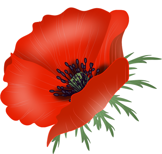 Цветок Мак вектор
