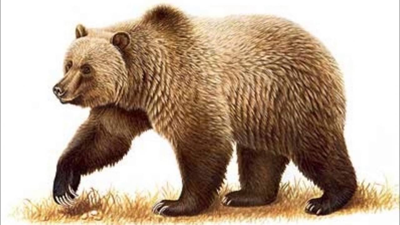 Бурый медведь. Медведь для детей. Медведь на белом фоне. Медведь картинка для детей.