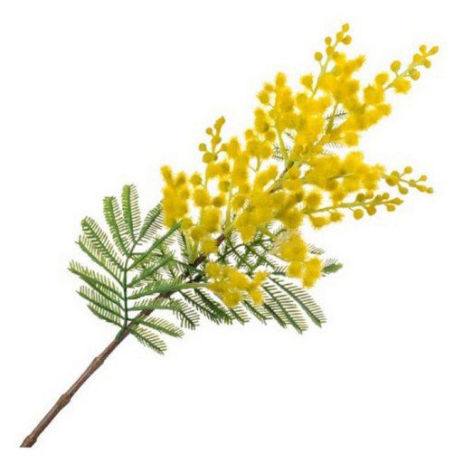 Мимоза цветок веточка