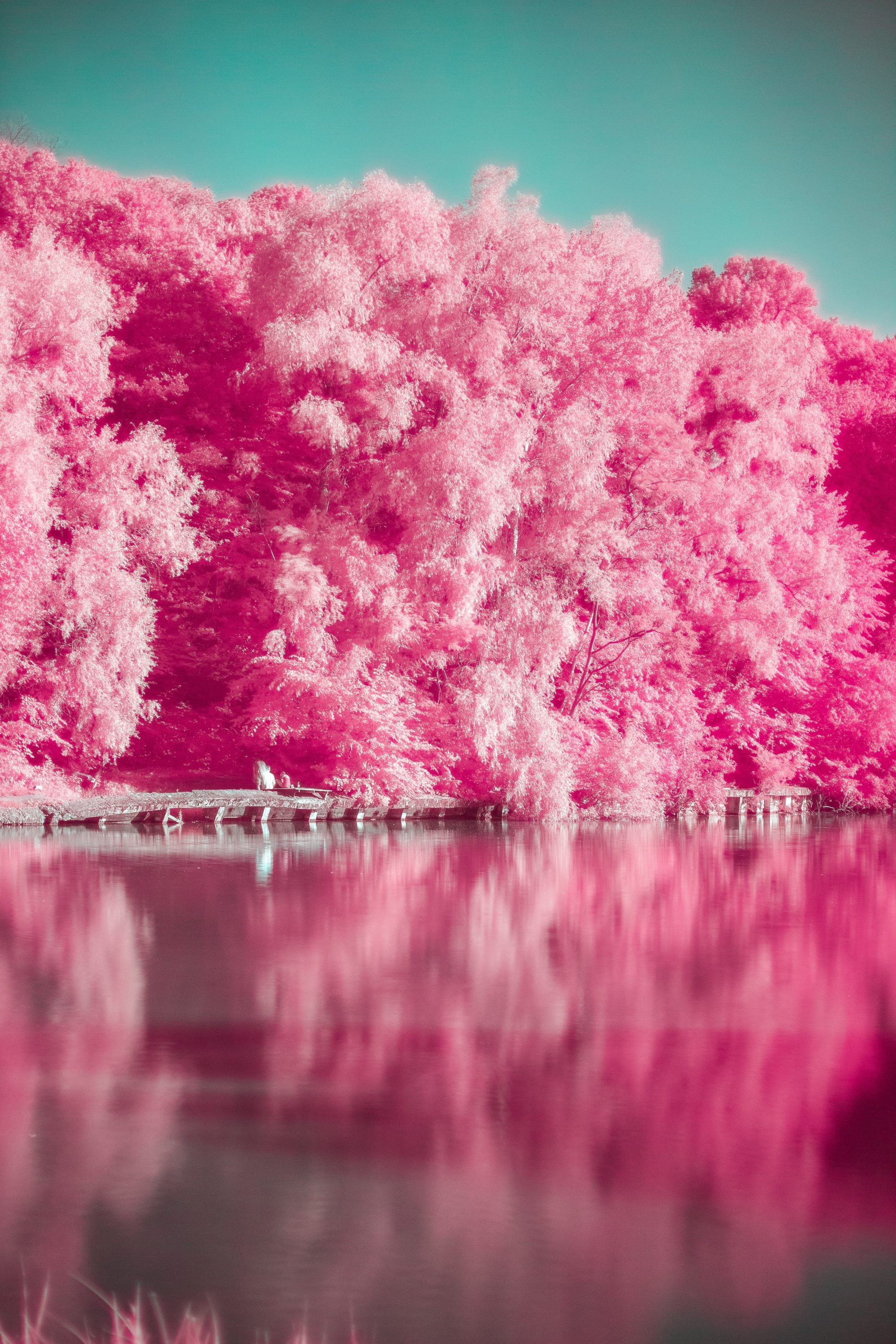 Фотографии розового цвета. Красивый розовый. Красивый розовый цвет. Розовый тон. Розовая природа.