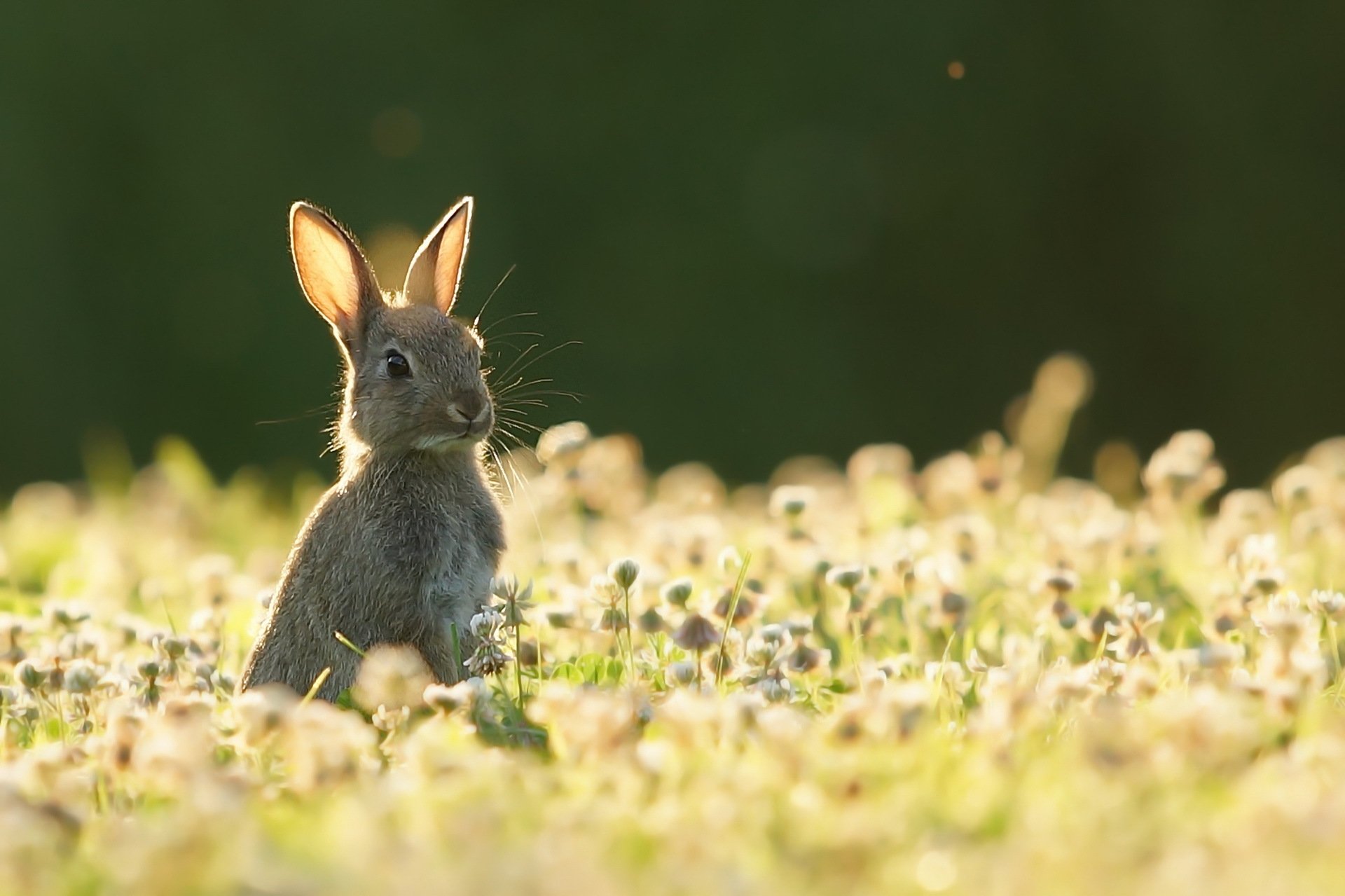 Маленькие солнечные зайчики. Животные летом. Зайчик в траве. Кролики в природе. Зайцы фото красивые.