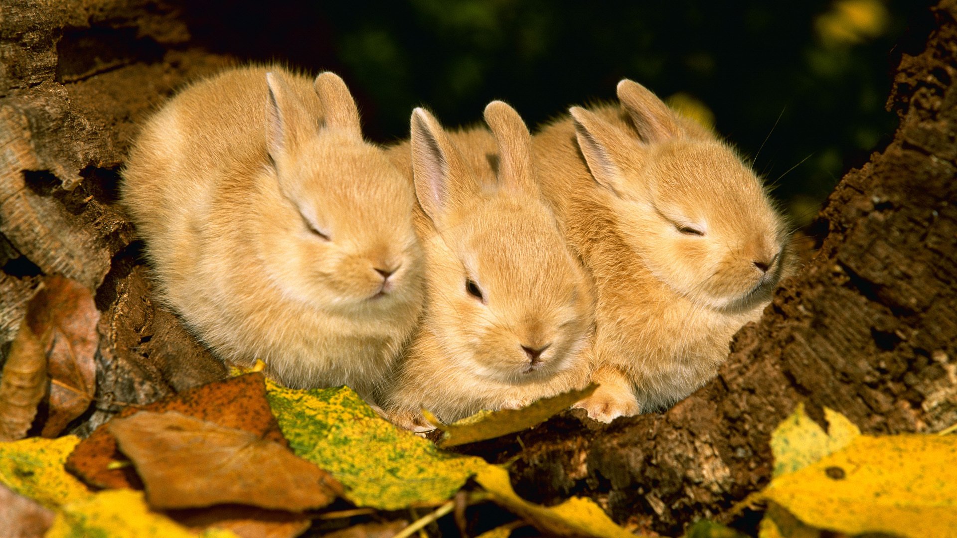 Зайчонок родившийся весной. Зайчата листопаднички. Осенние Зайчата листопаднички. Зайцы листопаднички. Природа и животные.