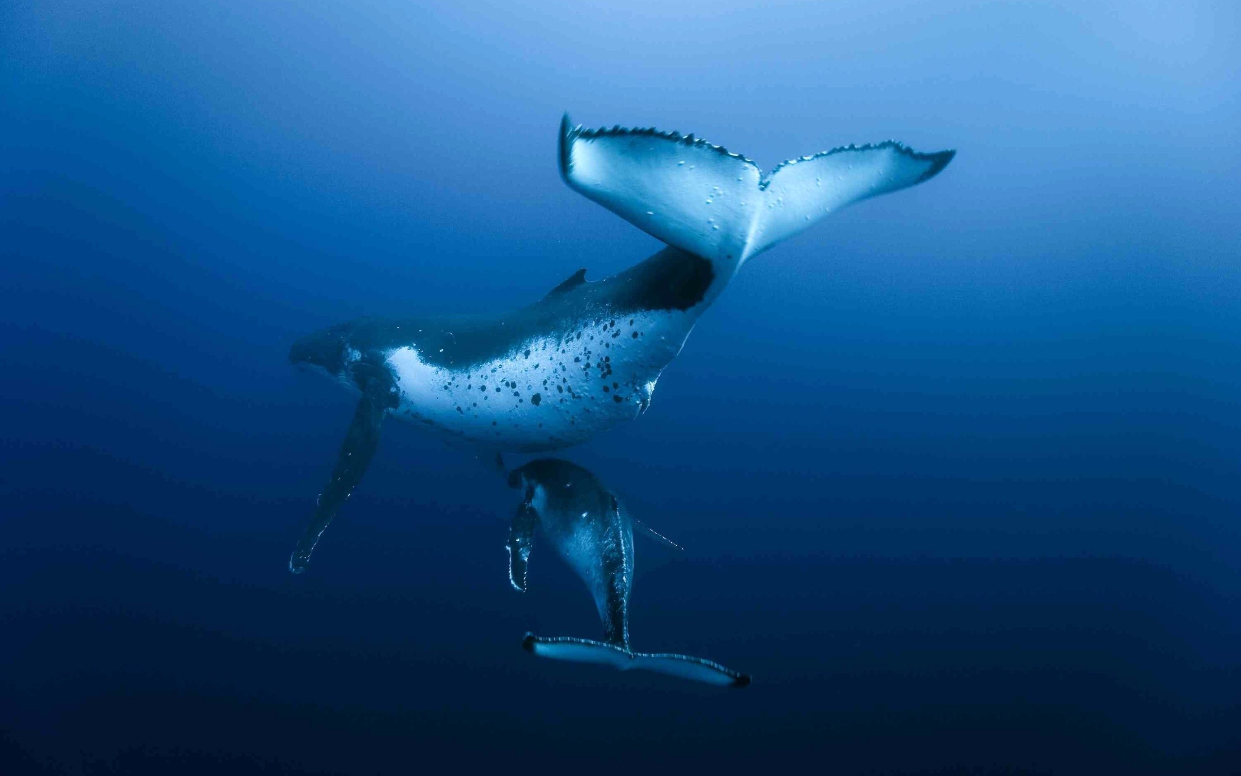 Дельфины уплывают в океан слушать. Морские обитатели. Киты в океане. Морские обитатели кит. Подводный мир океана акулы.