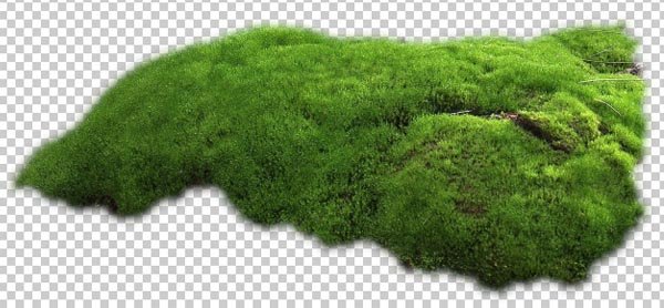 Мох клипарт на прозрачном фоне