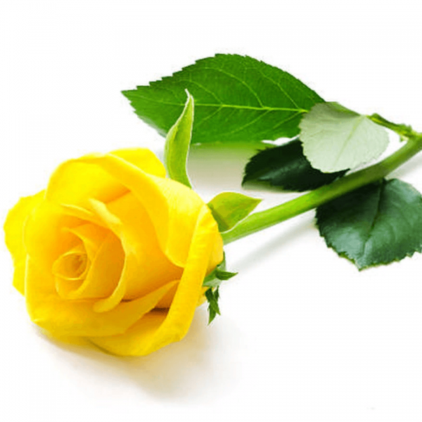 Желтые розы