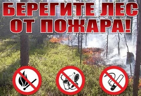 Аншлаги в лесу