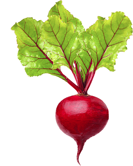 Свекла картинка для детей