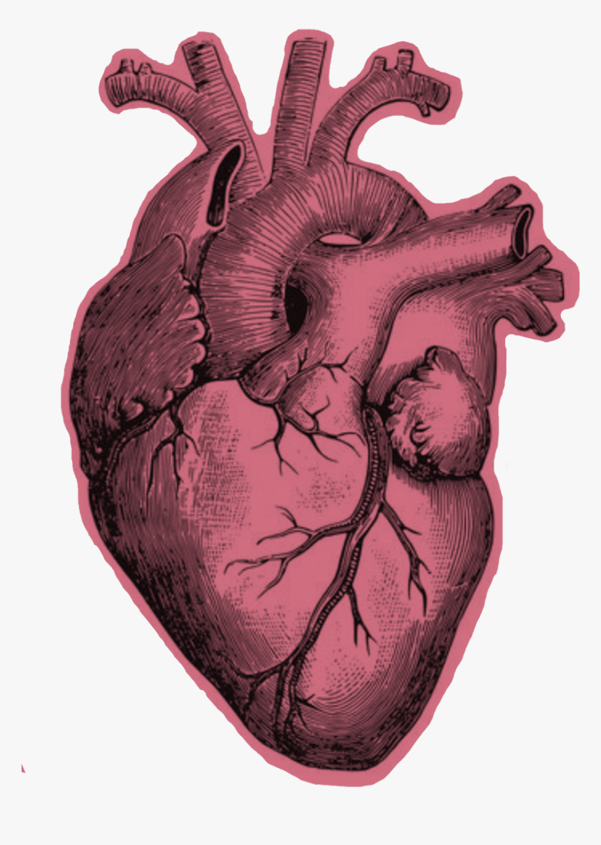 Найти живое сердце. Сердце анатомия.