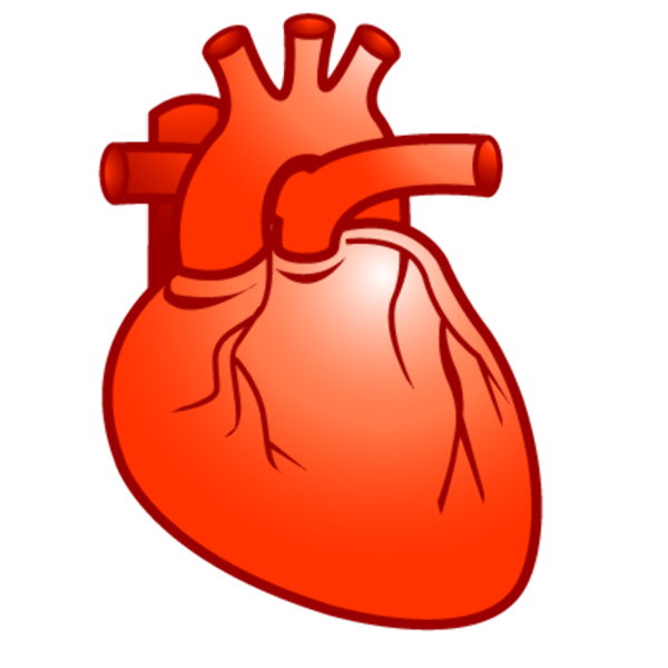 Сердце орган на прозрачном фоне