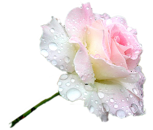 Нежные розы