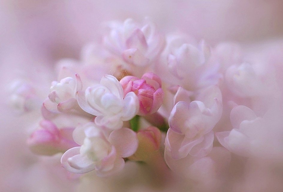 Очень нежные цвета. Нежные весенние цветы. Нежный цветок. Цветок. Нежность. Сирень бело розовая.