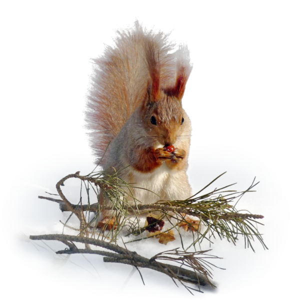 Белочка зимой на белом фоне