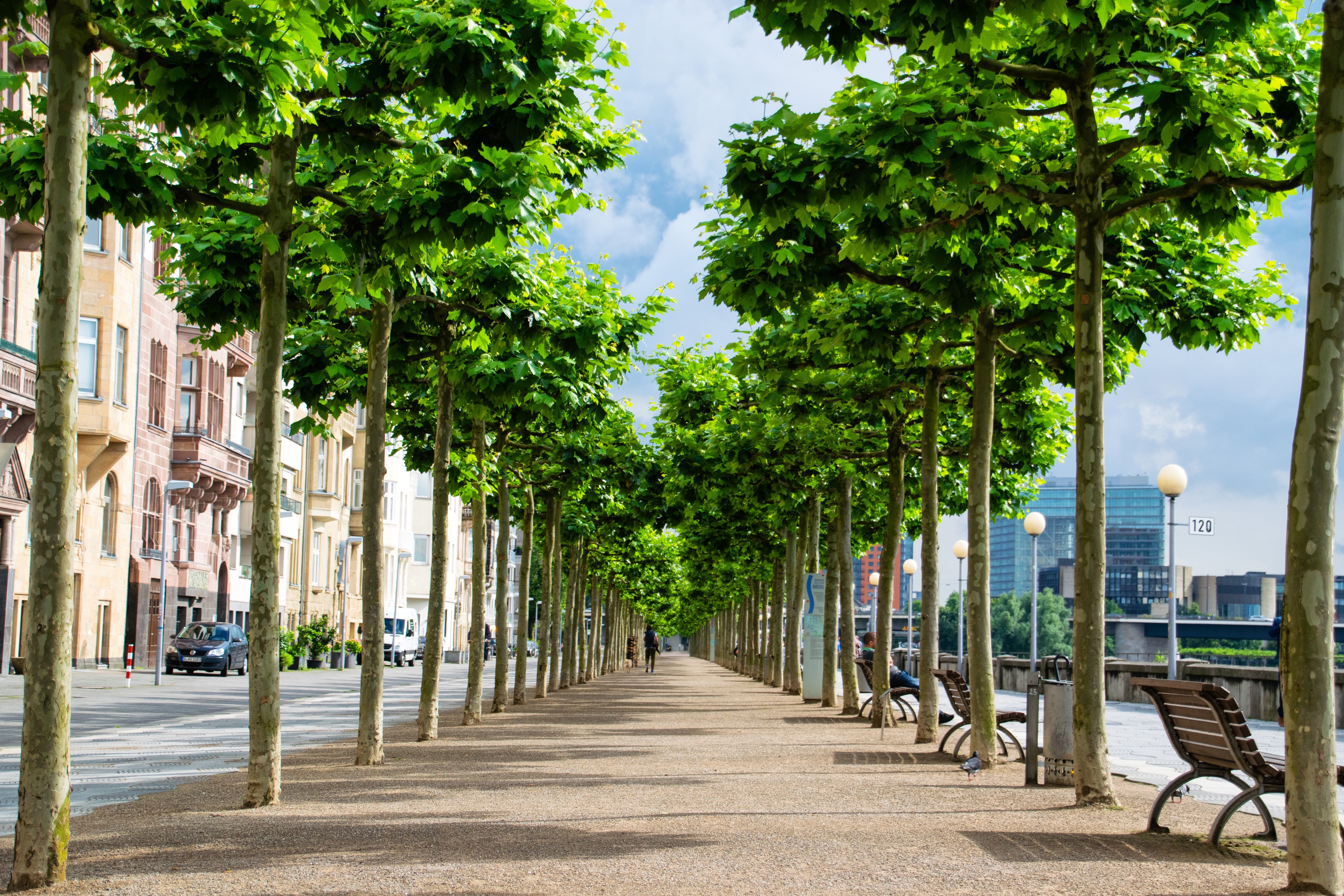 Жизнь деревьев в городе. Бульвар унтер-ден-Линден. Платаны на набережной в Дюссельдорфе. Деревья в городе. Улица с деревьями.