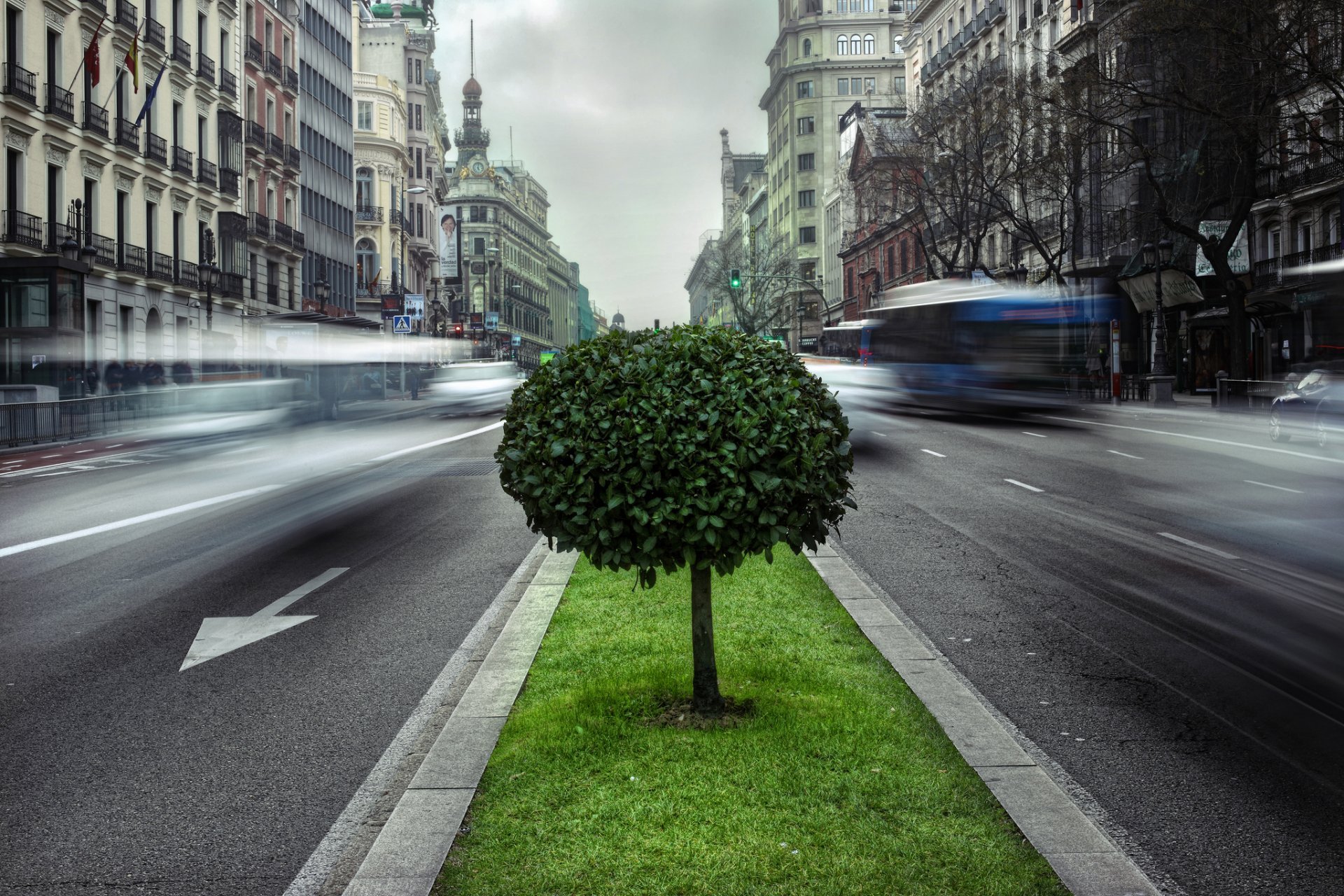 Зеленые насаждения в городе. Улица с деревьями. Деревья в городе. Город в зелени. Street trees