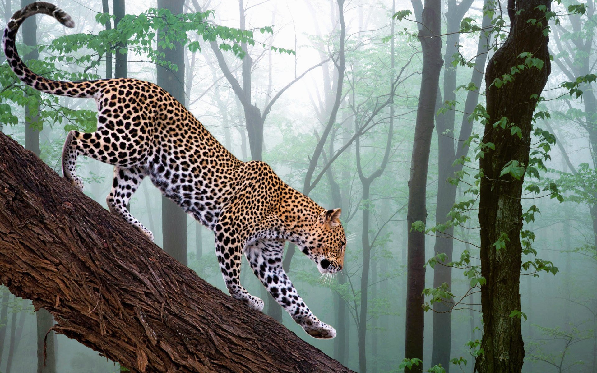 Обои диких животных. Ягуар тропического леса. Берберийский леопард. Экваториальный лес Ягуар. Гепард леопард Ягуар.