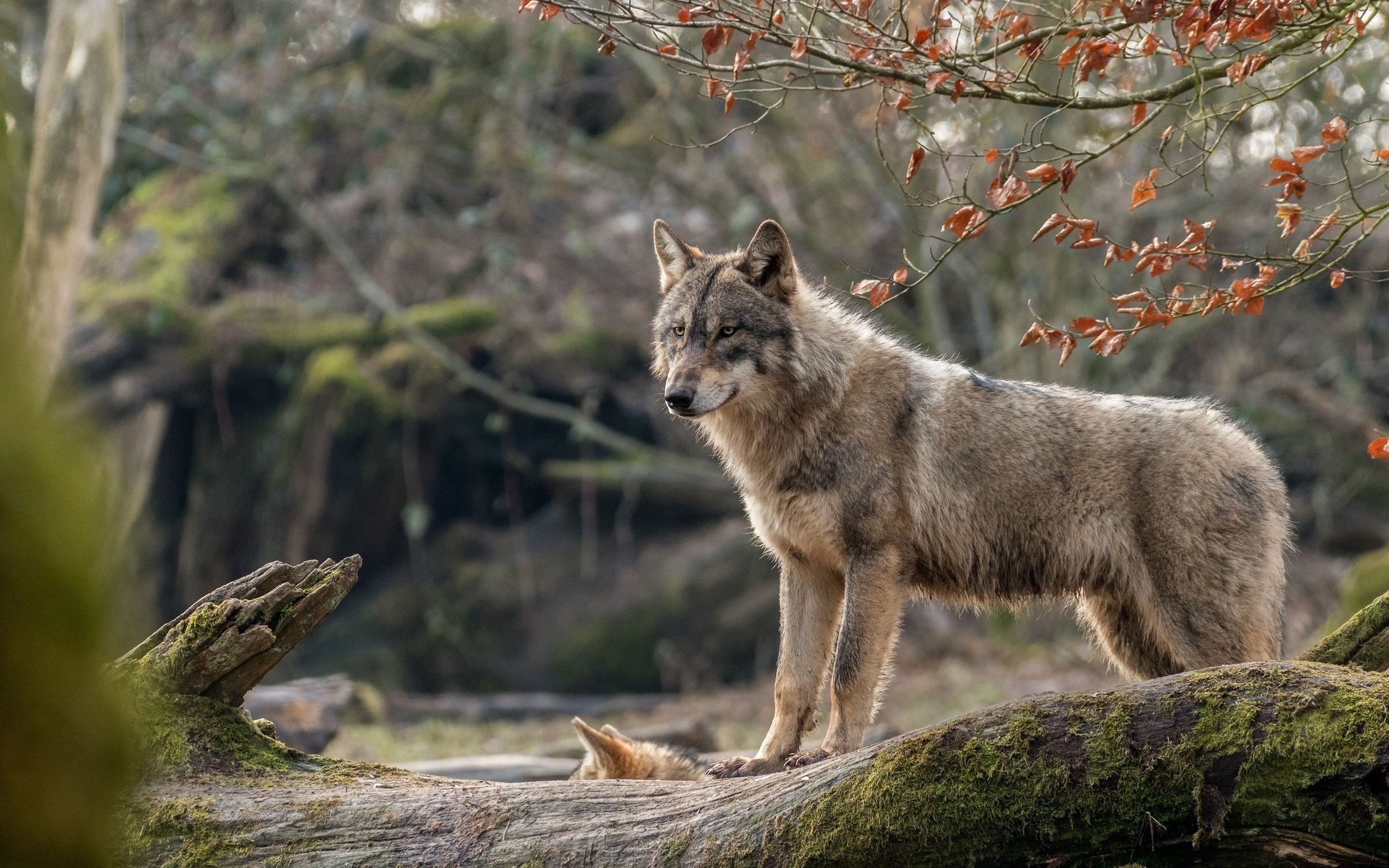 Мосбахский волк. Мегафаунный волк. Крымский Степной волк. Волкособ.