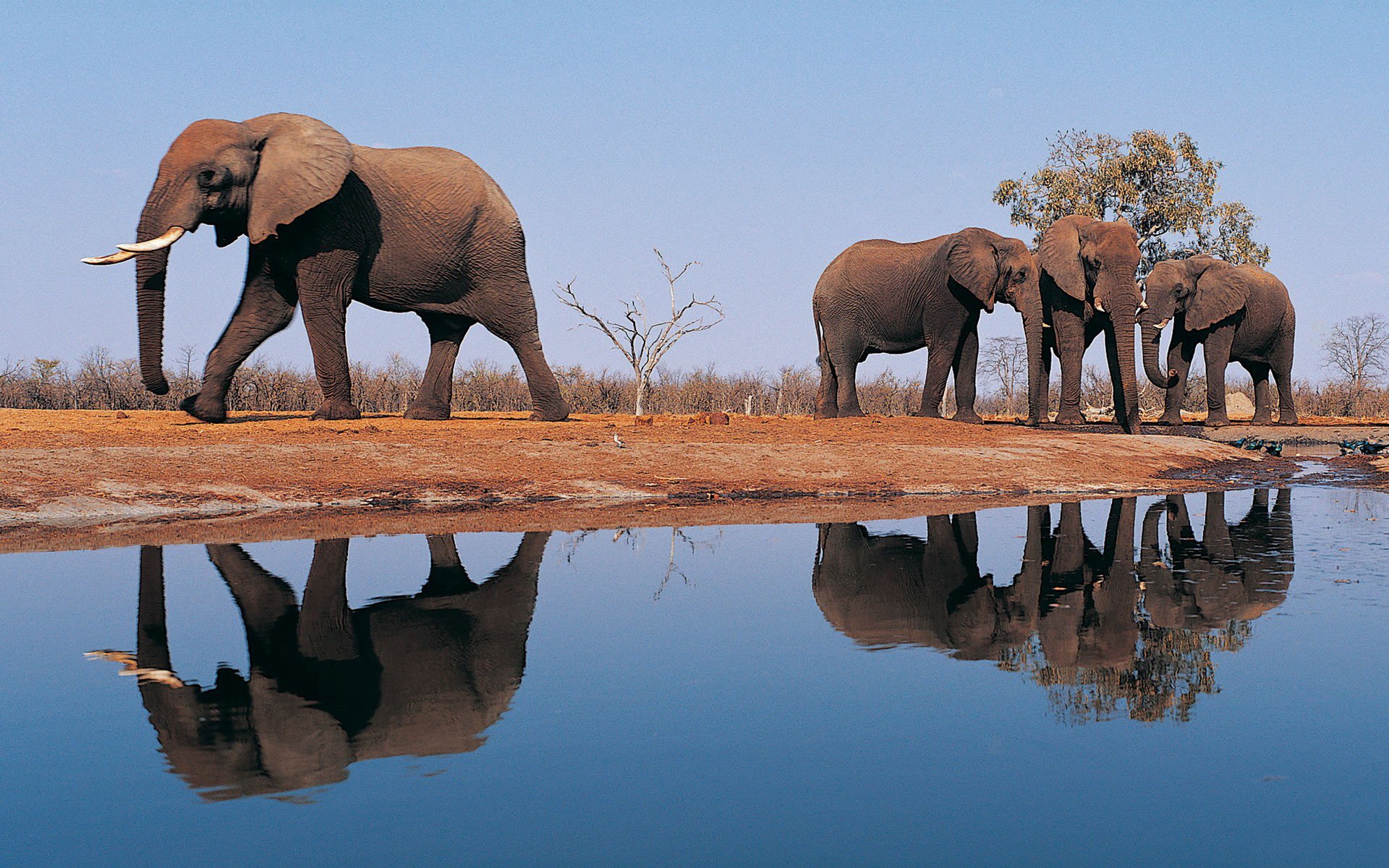 Африканский саванный слон. Африканская Саванна водопой. Слоны в природе. Слоны на водопое.