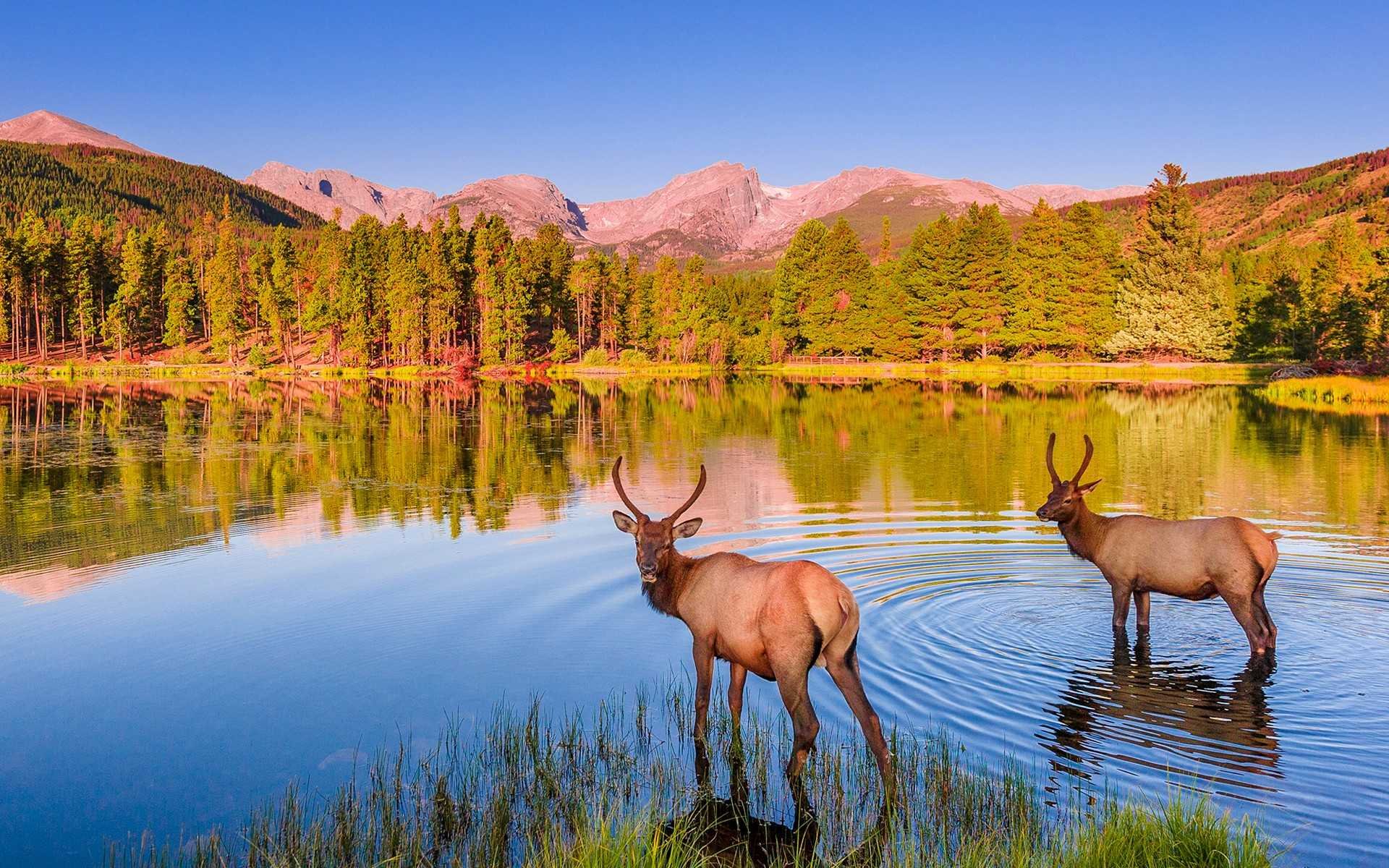 Красивое дикое место. Рокки Маунтин национальный парк. Оленье озеро Канада. Маралы горный Алтай. Тункинский национальный парк олень.