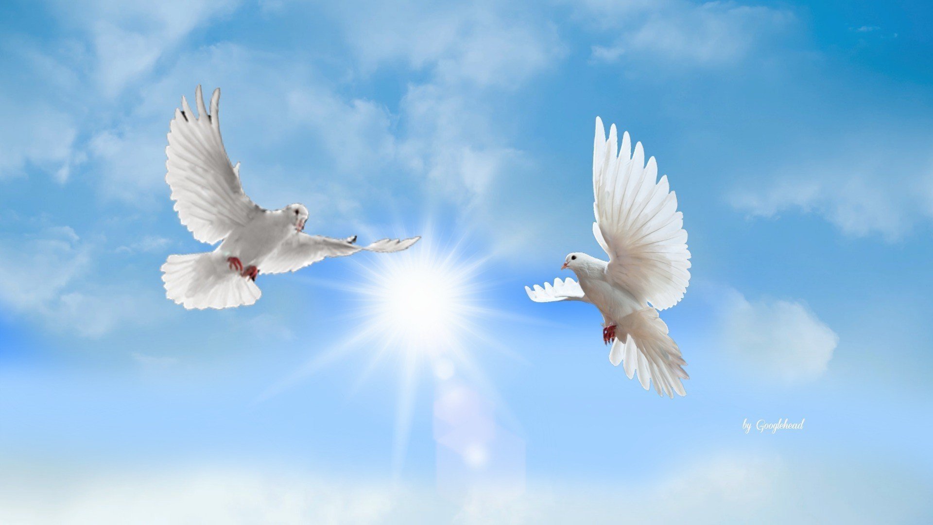 Мама голуби летят. Голуби в небе. Белый голубь. Голубое небо с голубями. Белые птицы в небе.