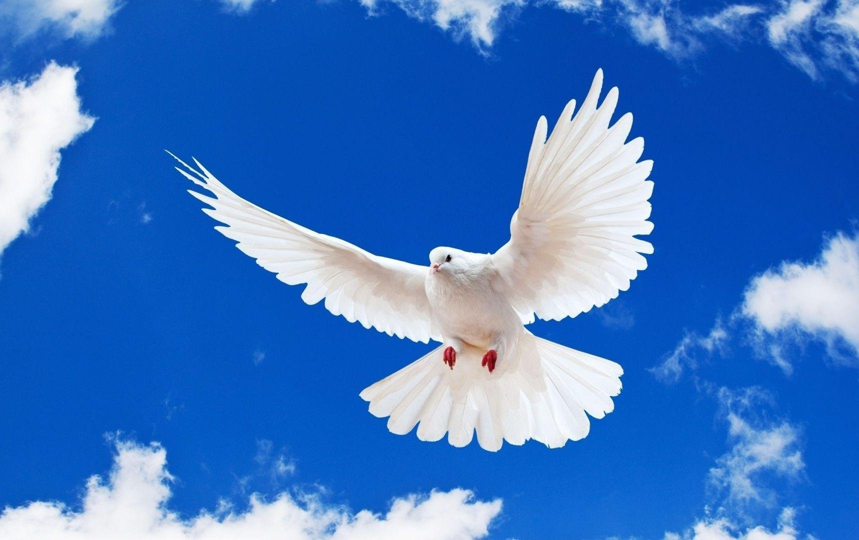 Голубь каждый день. Белый голубь. Белая птица. Голуби в небе. Голубое небо с голубями.