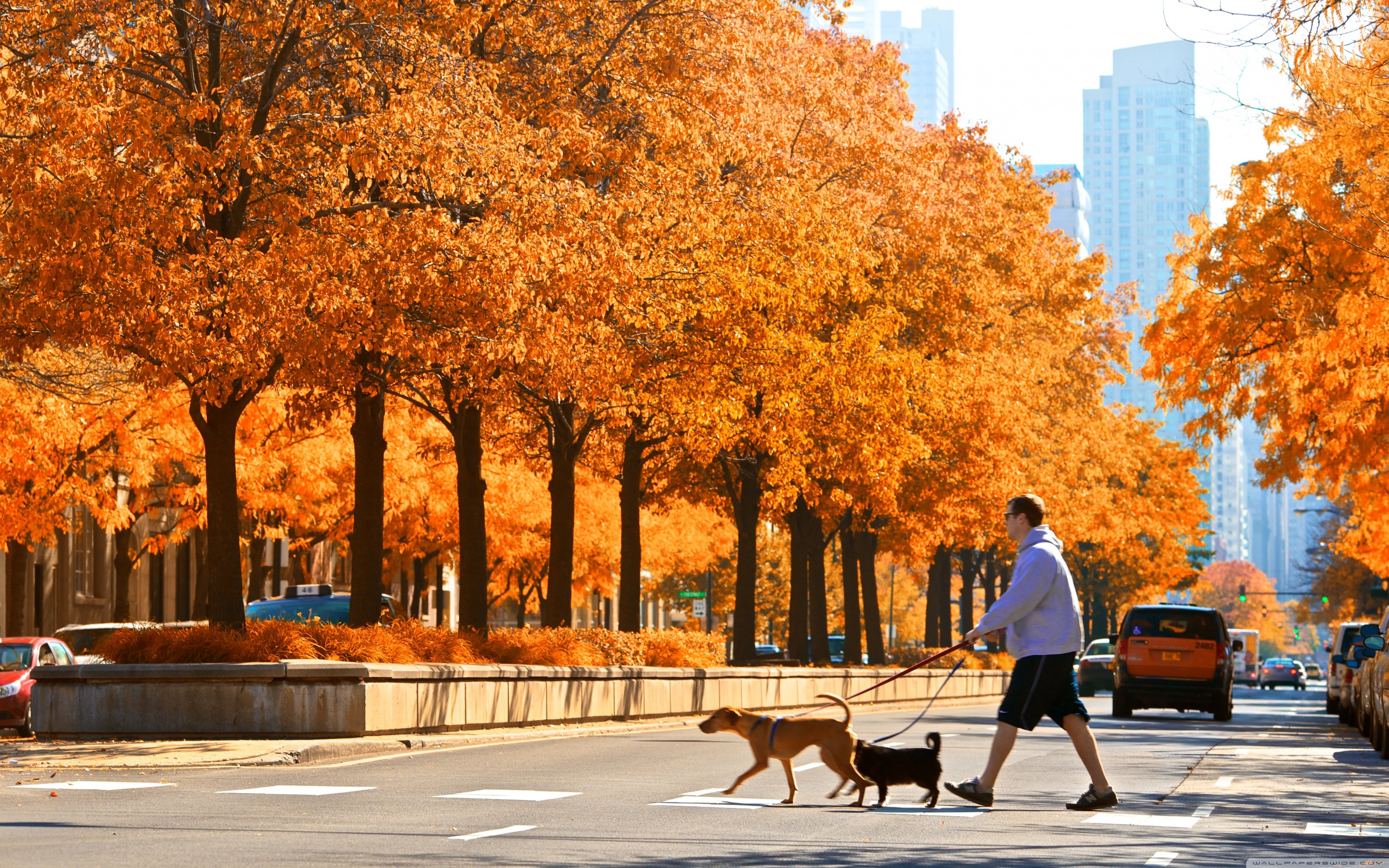 Какая теплая осень в этом году. Центр парк Нью-Йорк. Осень в Нью-Йорке» (autumn in New York), 2000. Осень в городе. Осенний город.