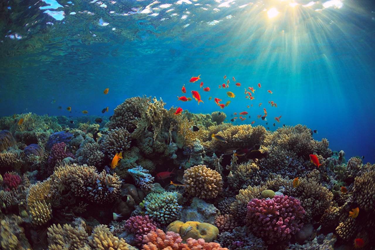 Коралловые рифы красного моря. Таити коралловые рифы. Раджа-Ампат рифы. Подводный риф красного моря. Мир морских глубин