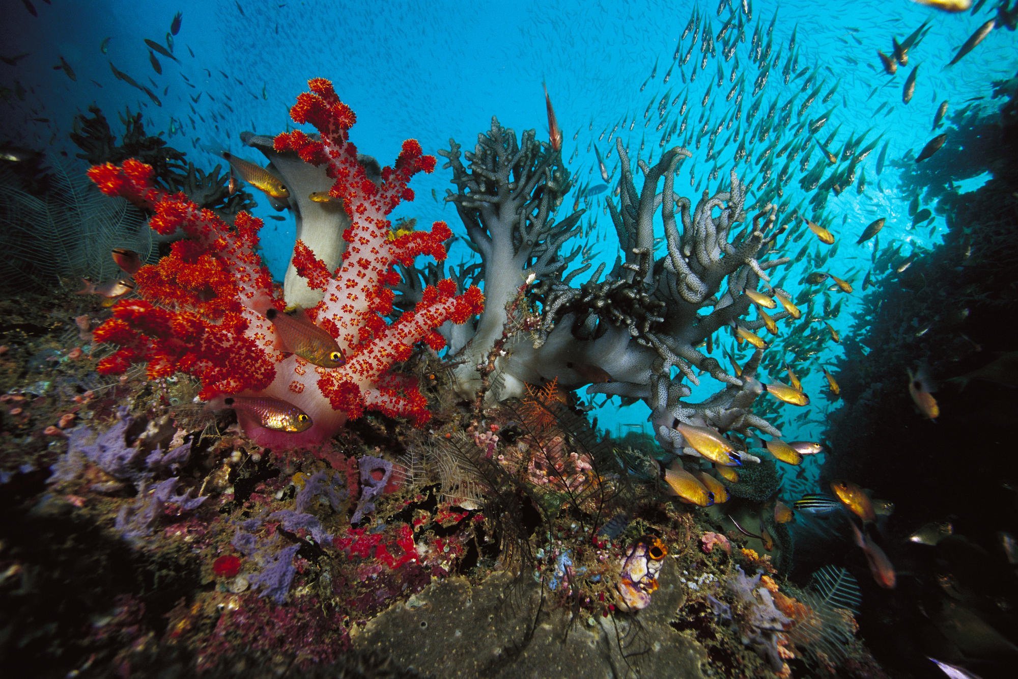 Коралловые обитатели. Кипр коралловые рифы. Кораллы в Шарм Эль Шейхе. Коралловый риф в Шарм Эль Шейхе. Рас Мухаммед Шарм-Эль-Шейх.