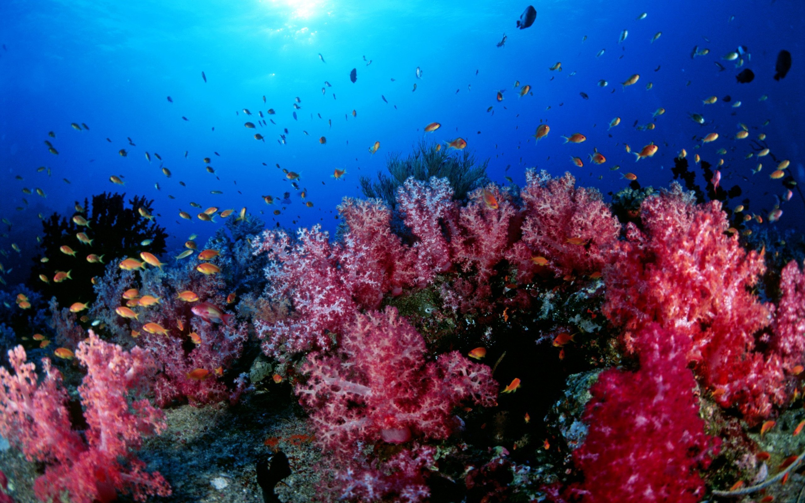 Подводный мир кораллов. Коралловые рифы Уванэ. Коралловый риф Тайланд. Кораллы в Тайланде. Кораллы Средиземного моря.