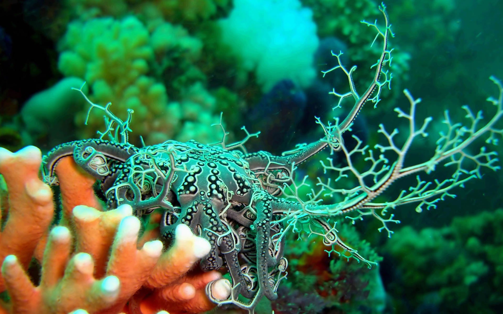 Симбиоз щуки. Морские водоросли на рифе. Голожаберные моллюски. Подводный мир. Морские кораллы.