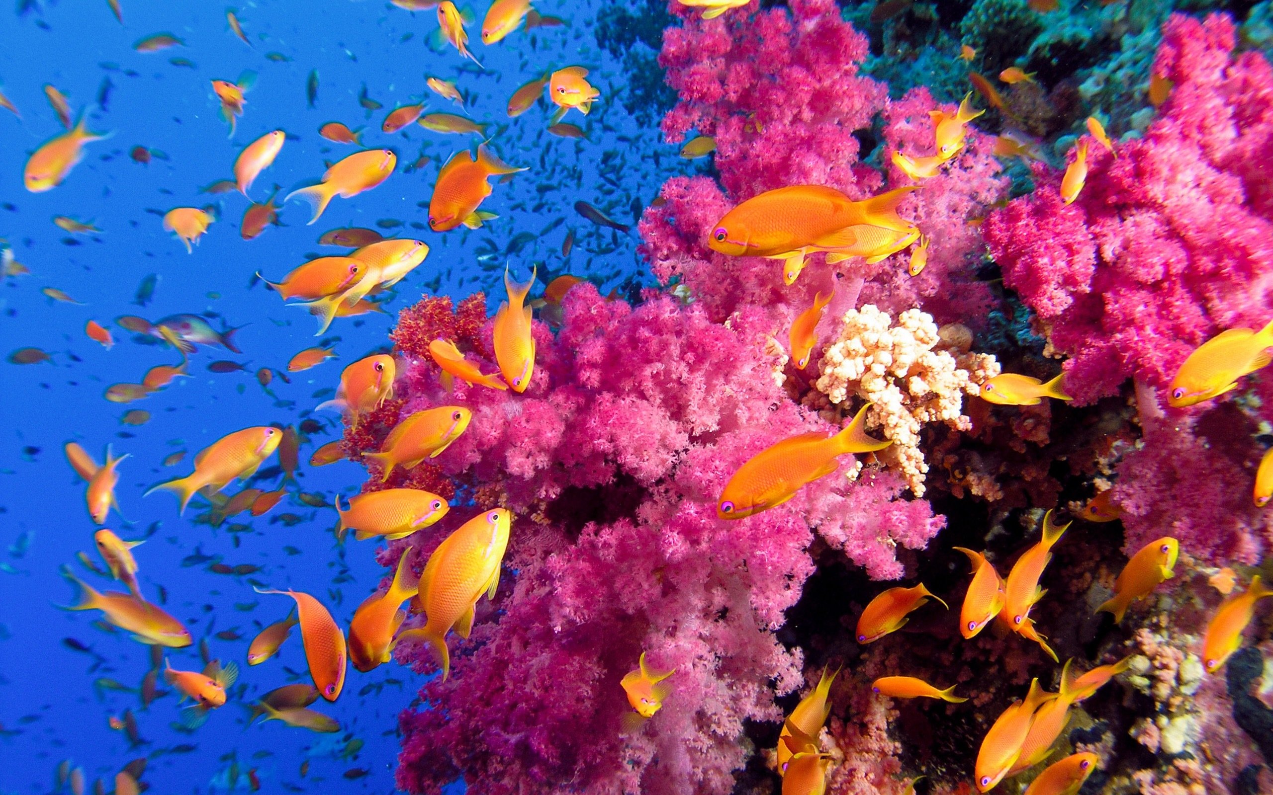 Коралловый риф 4. Коралловые рифы красного моря. Красное море подводный мир кораллы. Рыбы кораллового рифа красного моря. Коралловые рифы красного моря фото.
