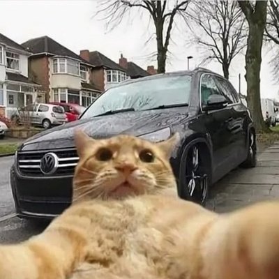 Селфи кота с машиной