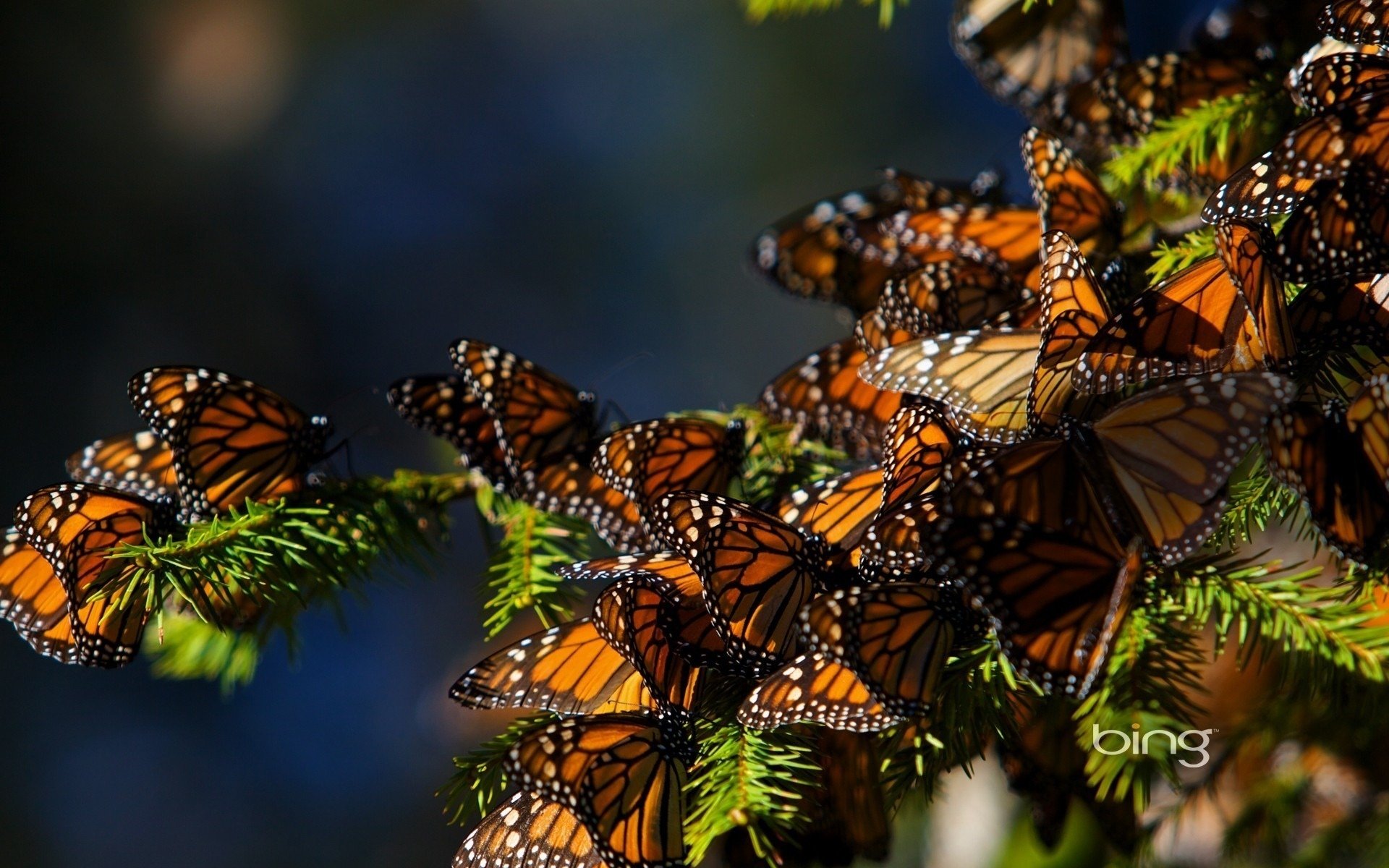 Очень много обой. Пихта Священная бабочка Монарх. Долина бабочек Родос. Биосферный заповедник бабочки Монарх. Много бабочек.
