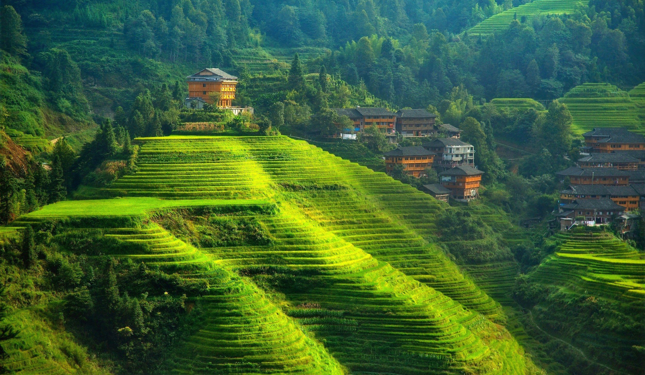 Рис холмы. Шри Ланка Вьетнам чайные плантации. Шри Ланка рисовые поля. Сигирия Шри-Ланка. Чайная плантация Китай Юннань.