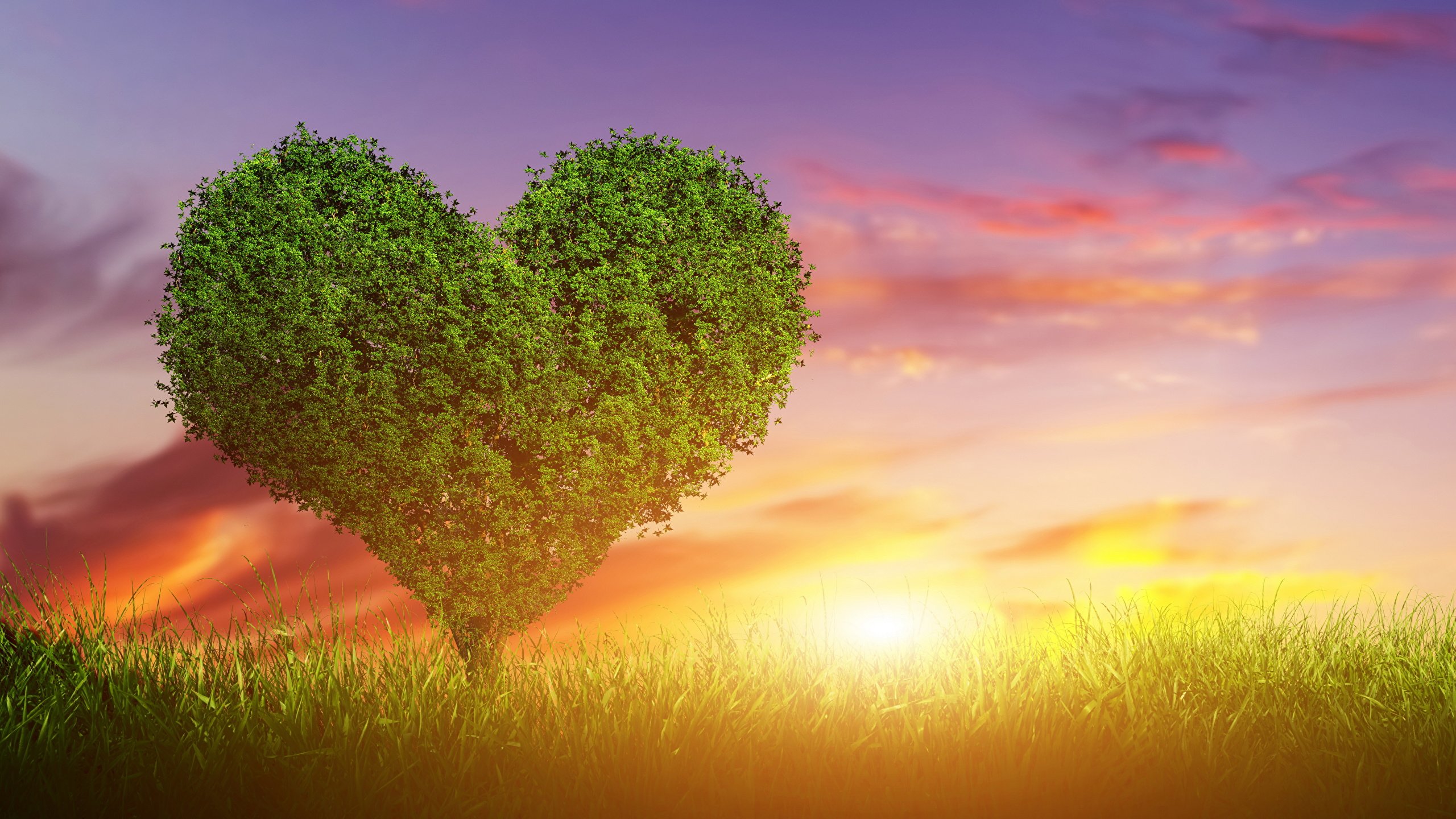 Обои все будет хорошо. Дерево сердце. Сердце в природе. Дерево в виде сердца. Любовь к природе.