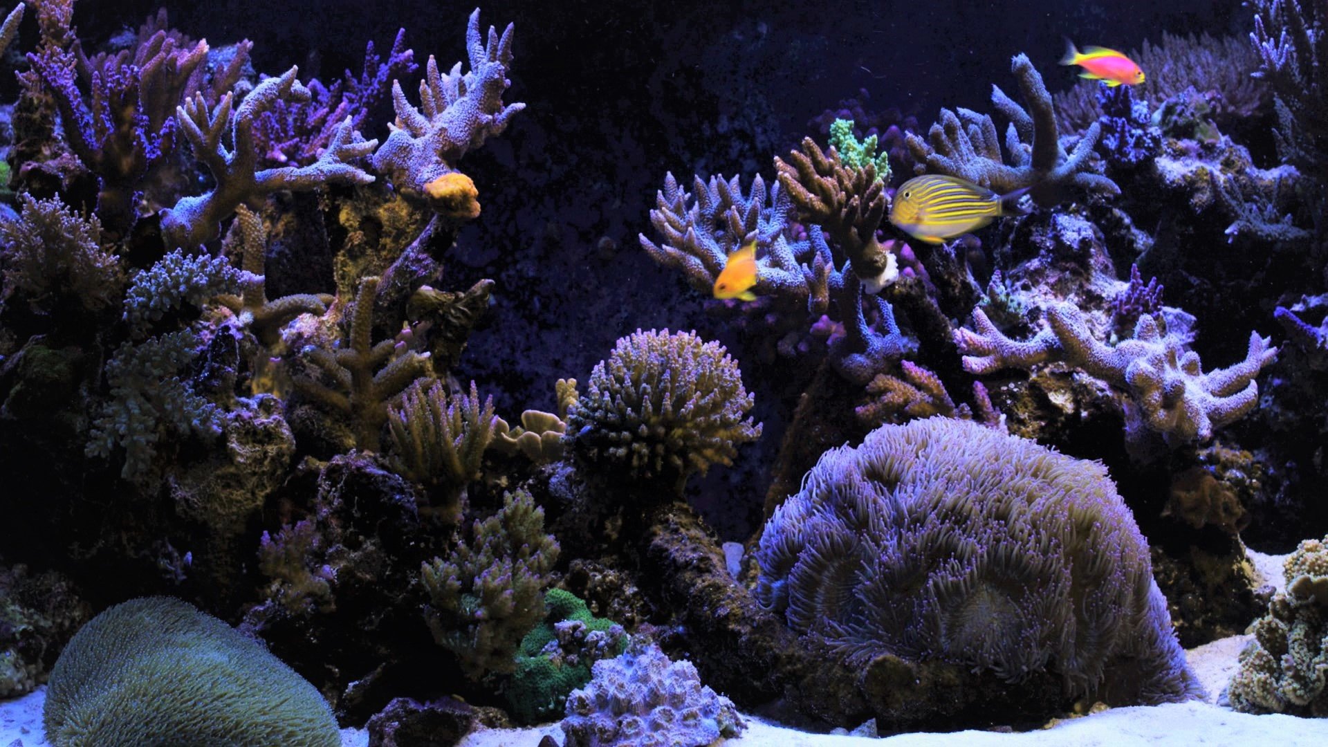 Природа подводный мир. Подводный мир океана. Красивое Морское дно. Дно океана. Морской мир.
