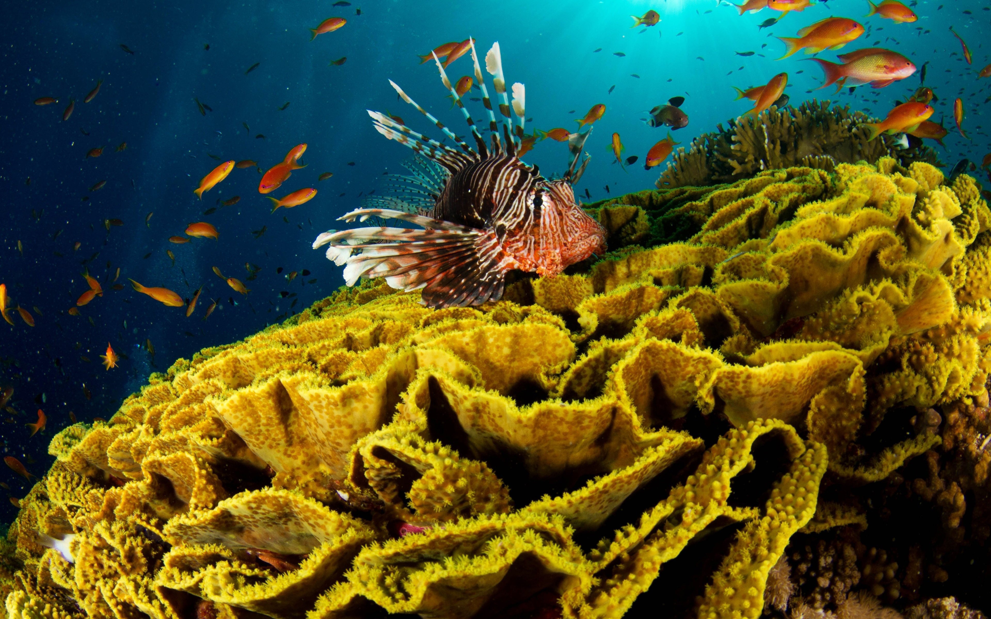 Морской мир кратко. Рифы в океане. Коралловые рифы красного моря. Подводный риф риф. Обитатели коралловых рифов красного моря.