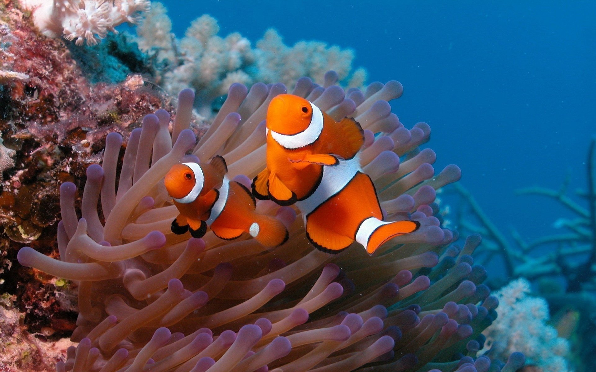 Живые обитатели океана. Рыба клоун и актиния. Рыба клоун в актинии. Рыба-клоун и морской анемон. Рыбы клоуны актинии океан.