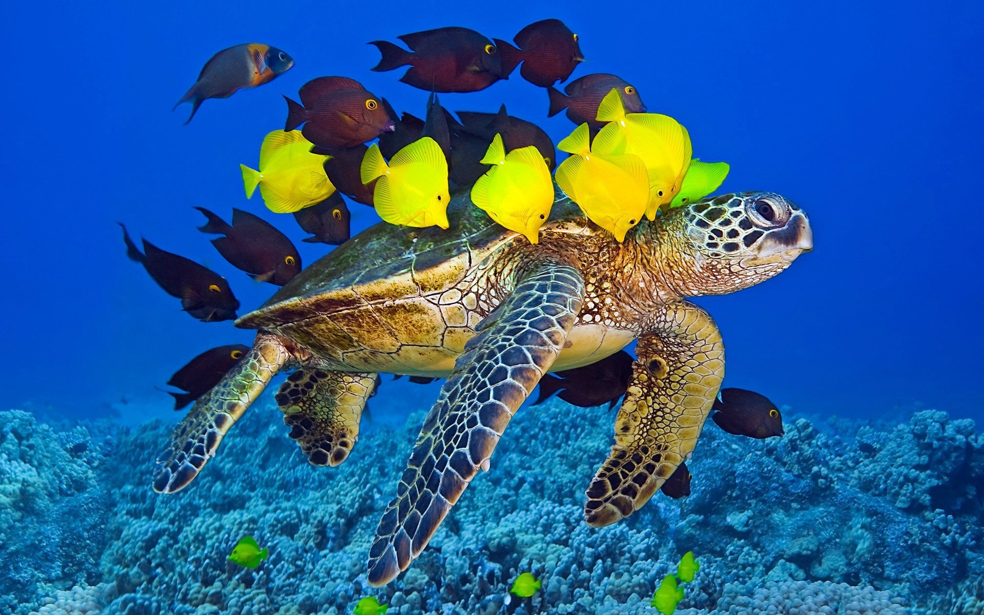 Черепаший риф Мальдивы. Черепаха Каретта-Каретта. Морская черепаха индийского океана. Морские черепахи Тихого океана.