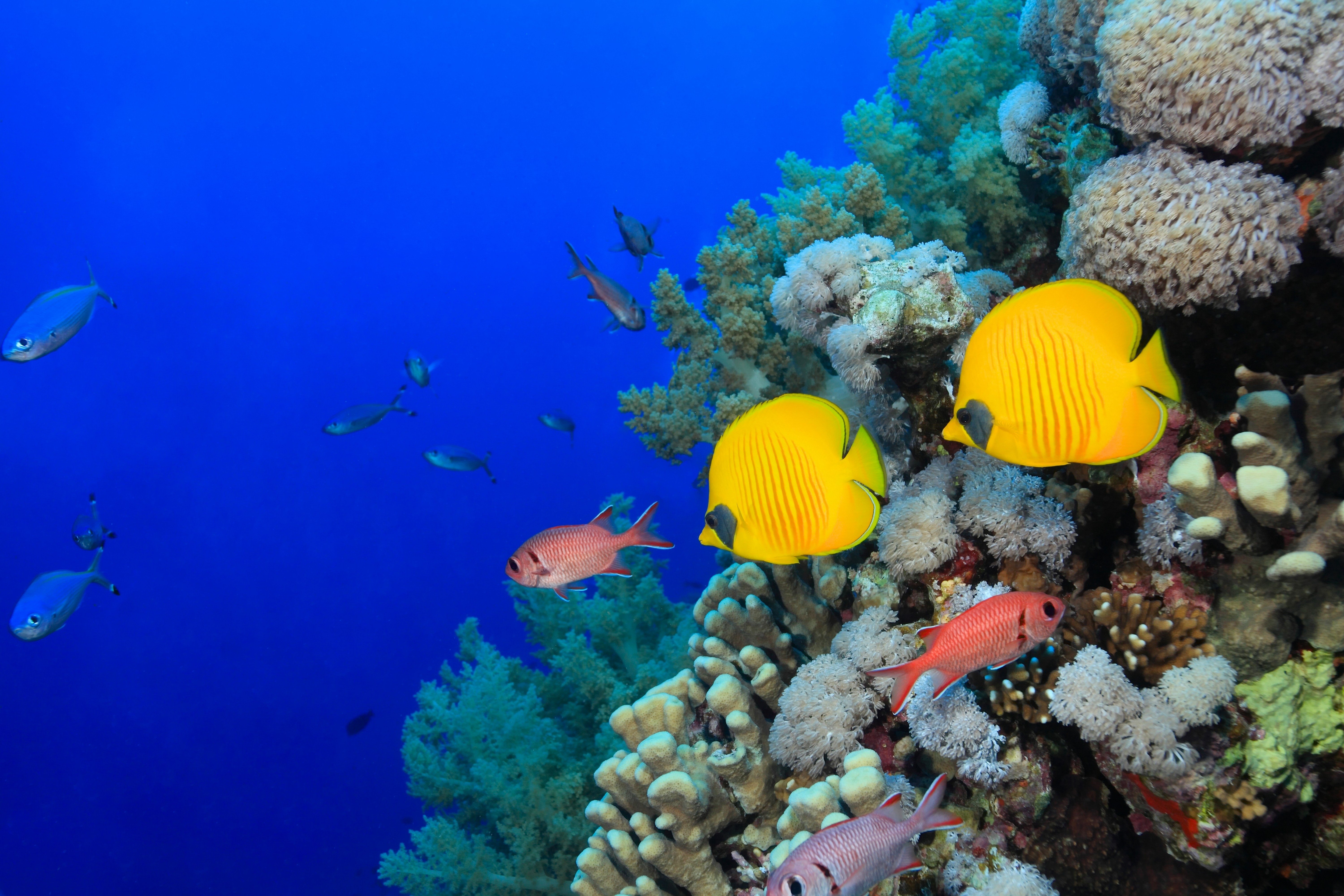 Рыбки подводный мир. Коралловые рифы красного моря. Риф коралловый 54546. Подводный риф риф. Тропические рыбы.