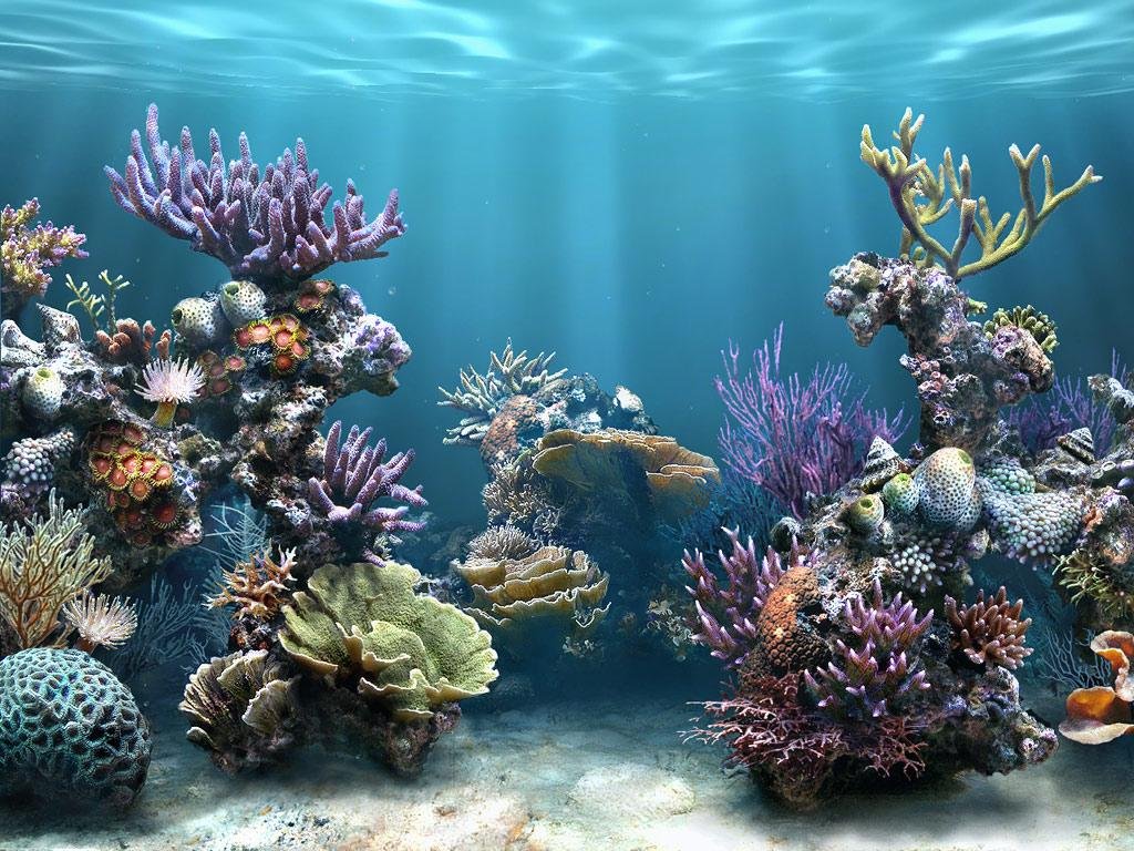 Подводный мир кораллов. Дно океана. Подводный мир кораллы. Морские глубины. Подводные пейзажи.