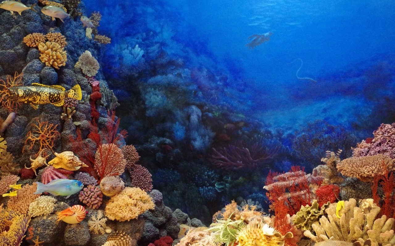 Coral reef s. Сафага рифы. Риф Шарм-Эль-Шейх. Барьерный риф кораллы. Океан коралловый риф.